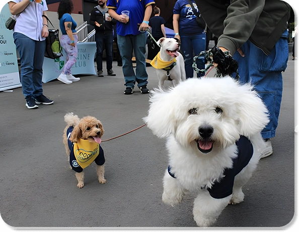 Elevate Events with Promotional Dog Bandanas